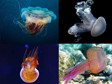 40 Incredible Fish Species Globally and Their Essential Facts.